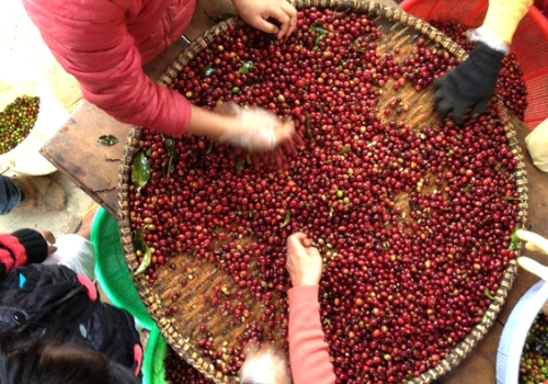 Coffee Plantation Tour