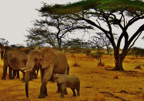 Mikumi National Park - Tanzania's Southern Safari Circuit