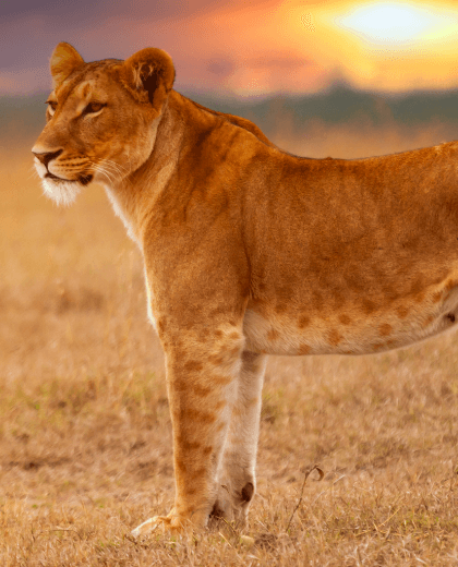 Nala – Safari e Paradiso Tropical a Zanzibar