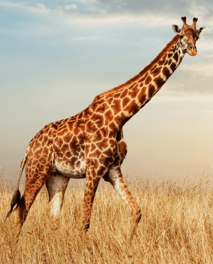 Safari Poa – Avventura nel Tarangire, Serengeti e Ngorongoro