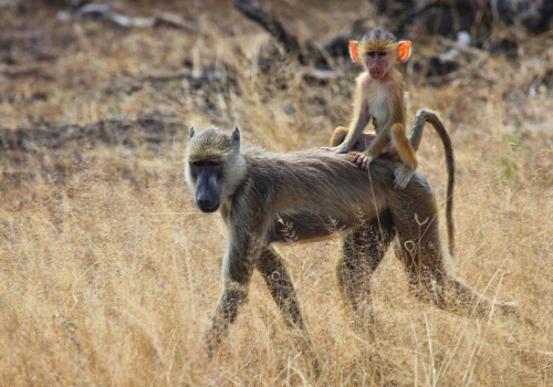 Selous Game Reserve - Tanzania's Southern Safari Circuit