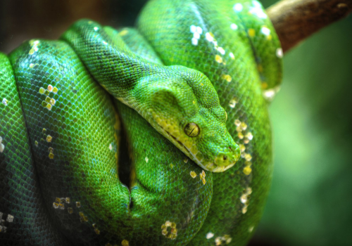 Snake Park