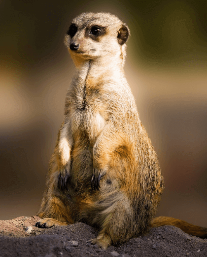 Hakuna Matata - Safari and Zanzibar, the Best of Tanzania