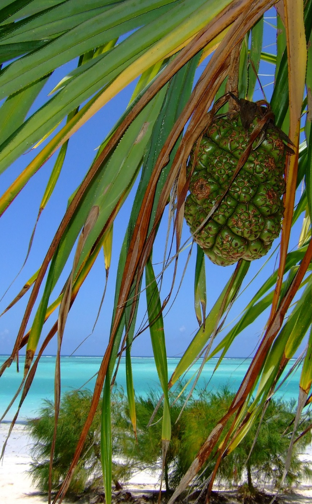 zanzibar6