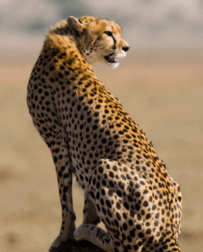 Safari Duma -  Big Five e Parques Icónicos da Tanzânia