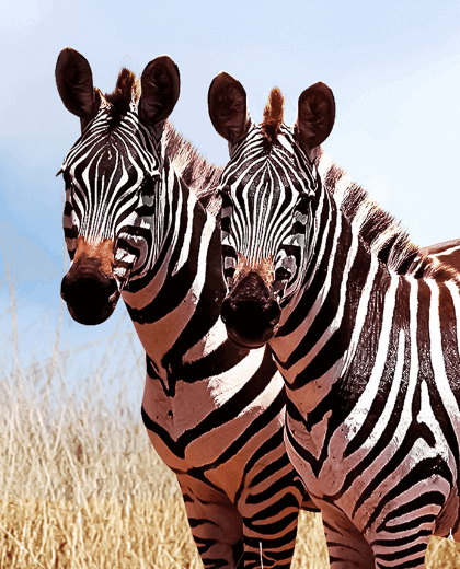 Habari - Safari e cultura Maasai in Tanzania