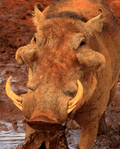 Safari Pumba – Avventura Selvaggia nel Tarangire, Ngorongoro e Manyara