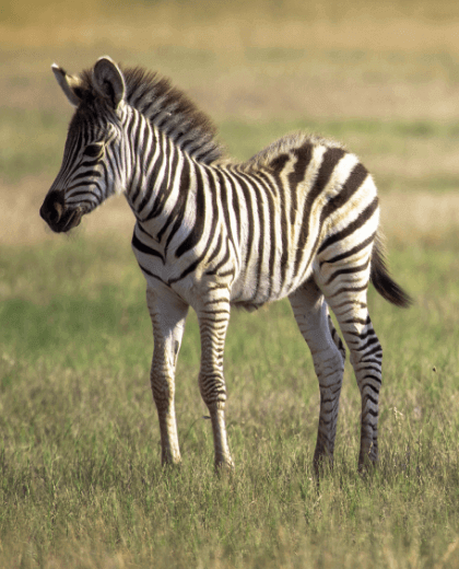 Safari Calving Season - The Beginning of Life in the Serengeti