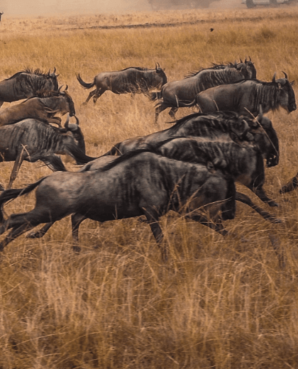 Safari de la Gran Migración – Explore el Serengeti