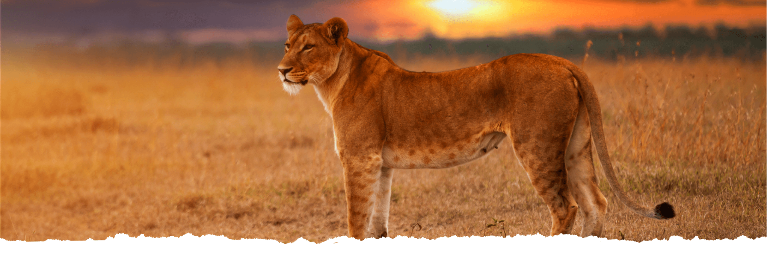 Nala_banner_otimizado Nala_banner_otimizado