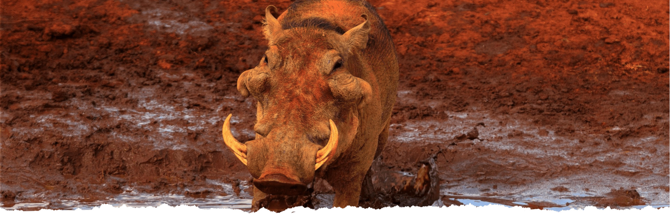 Pumba_imagem banner_otimizado Pumba_imagem banner_otimizado