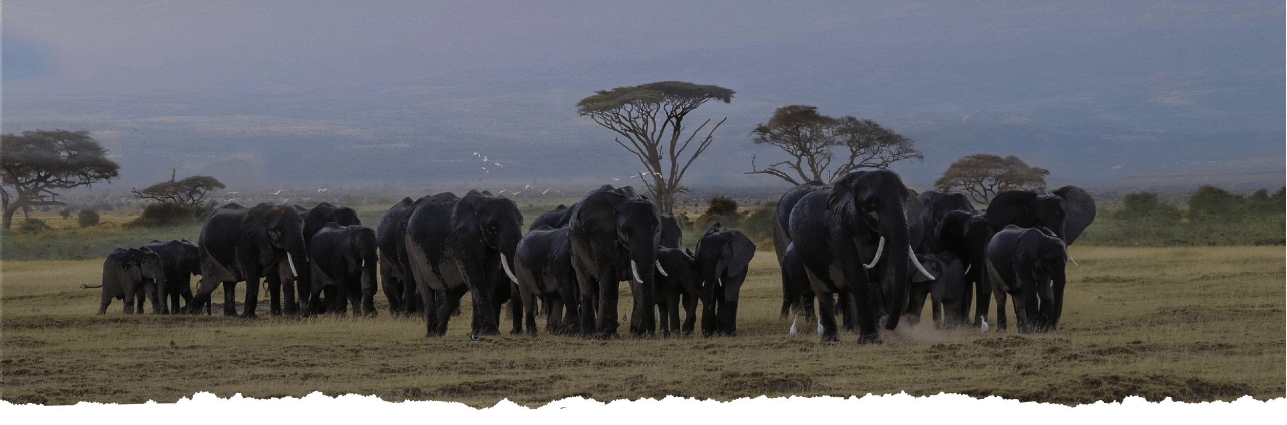 Tembo_imagem banner_otimizado Tembo_imagem banner_otimizado