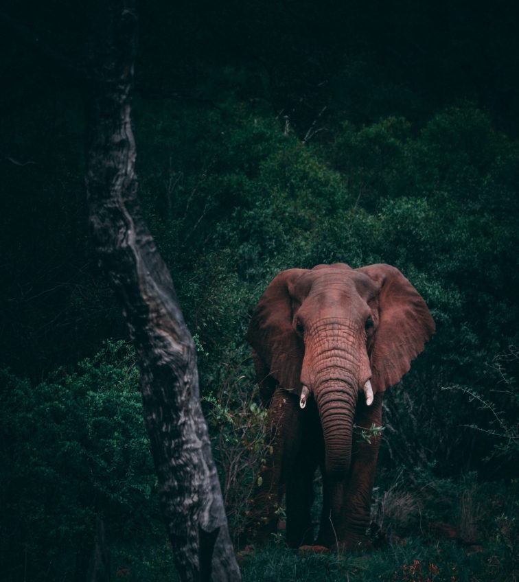 geranimo-f0oe9P9Yixs-unsplash geranimo-f0oe9P9Yixs-unsplash