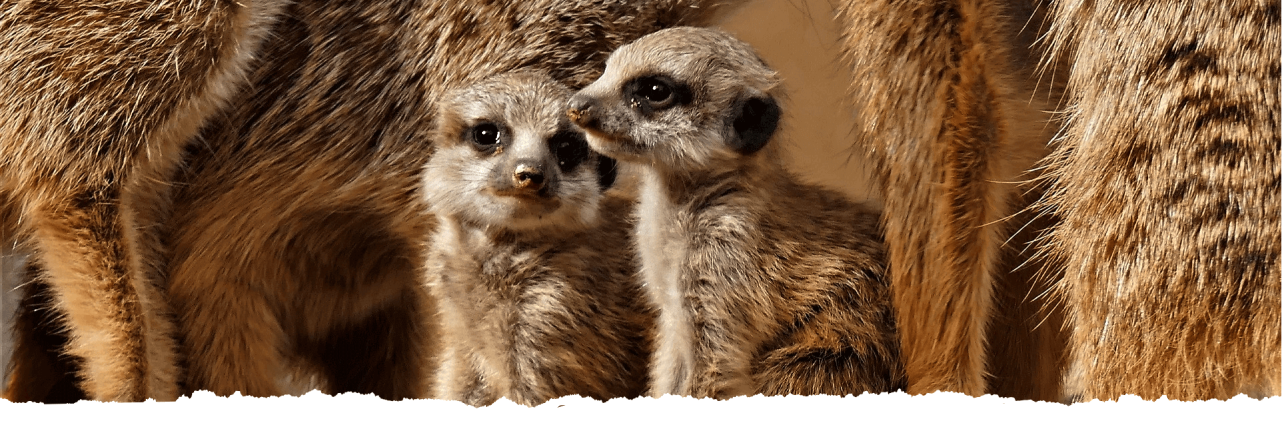 hakuna matata_banner_otimizado hakuna matata_banner_otimizado