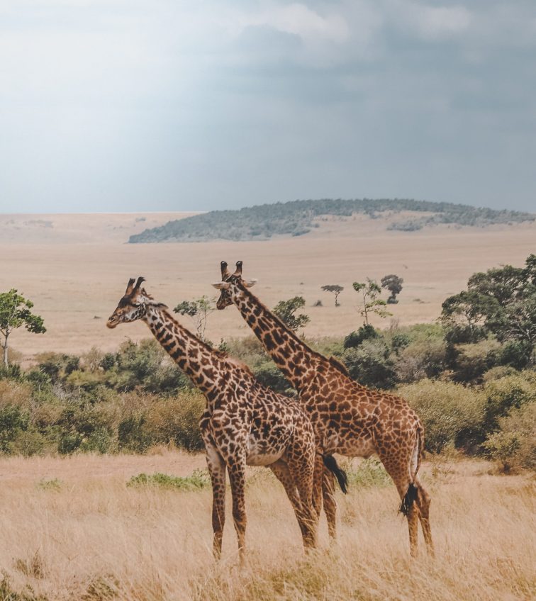 harshil-gudka-pU-9BYqjhyo-unsplash harshil-gudka-pU-9BYqjhyo-unsplash